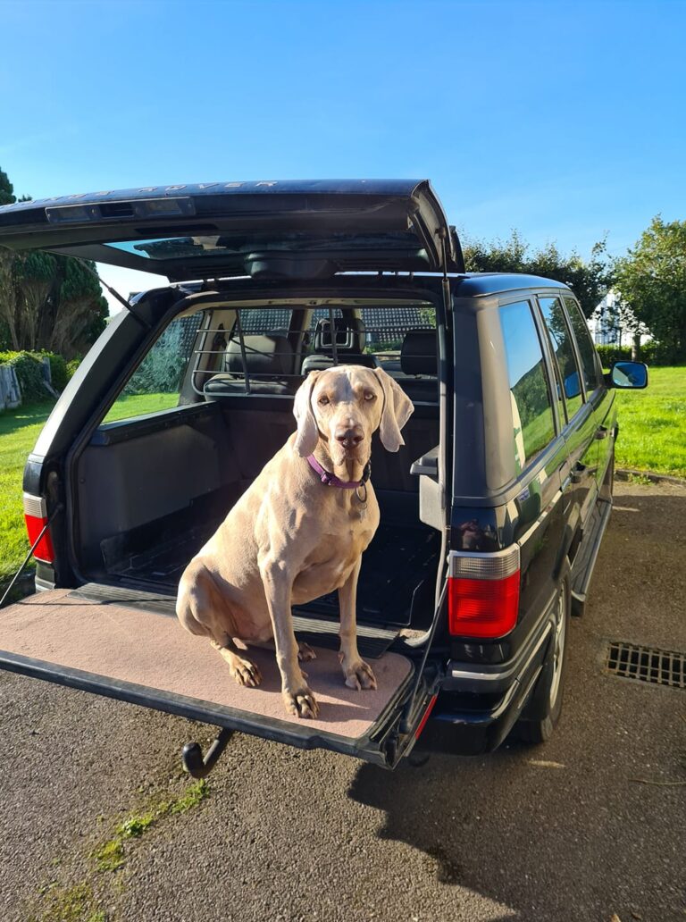 118670956 2717533345187261 721435019640112298 o 1 768x1032