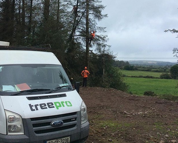 tree pro 3 616x494 1